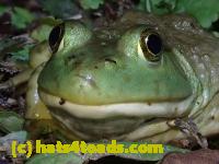 /home//u458753944/public_html/sourcegallery//////////////////////////Frogs/Bullfrogs 2020-09 Upper Merion/P9280696.JPG
